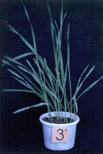 p_do14f16.gif (67550 bytes)
