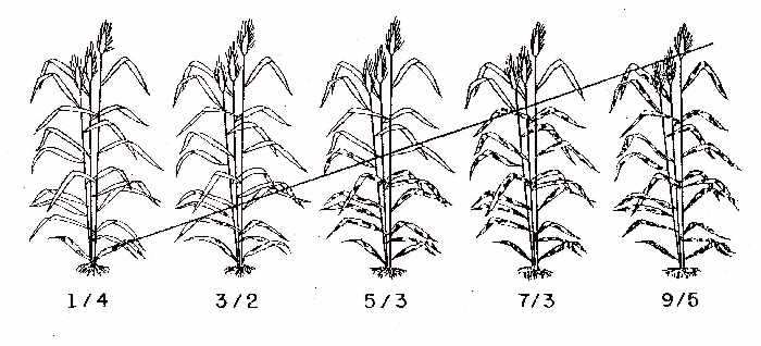 p_do14f21.jpg (467750 bytes)